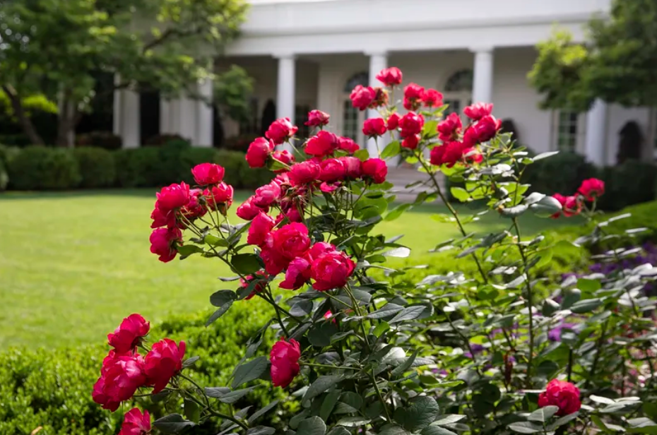 roses landscaping